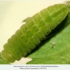 satyrium pruni larva4a
